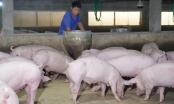 Household pig farming has lifeline thanks to ASF vaccine: 'While there's life, there's hope,' unexpectedly find 'secret'